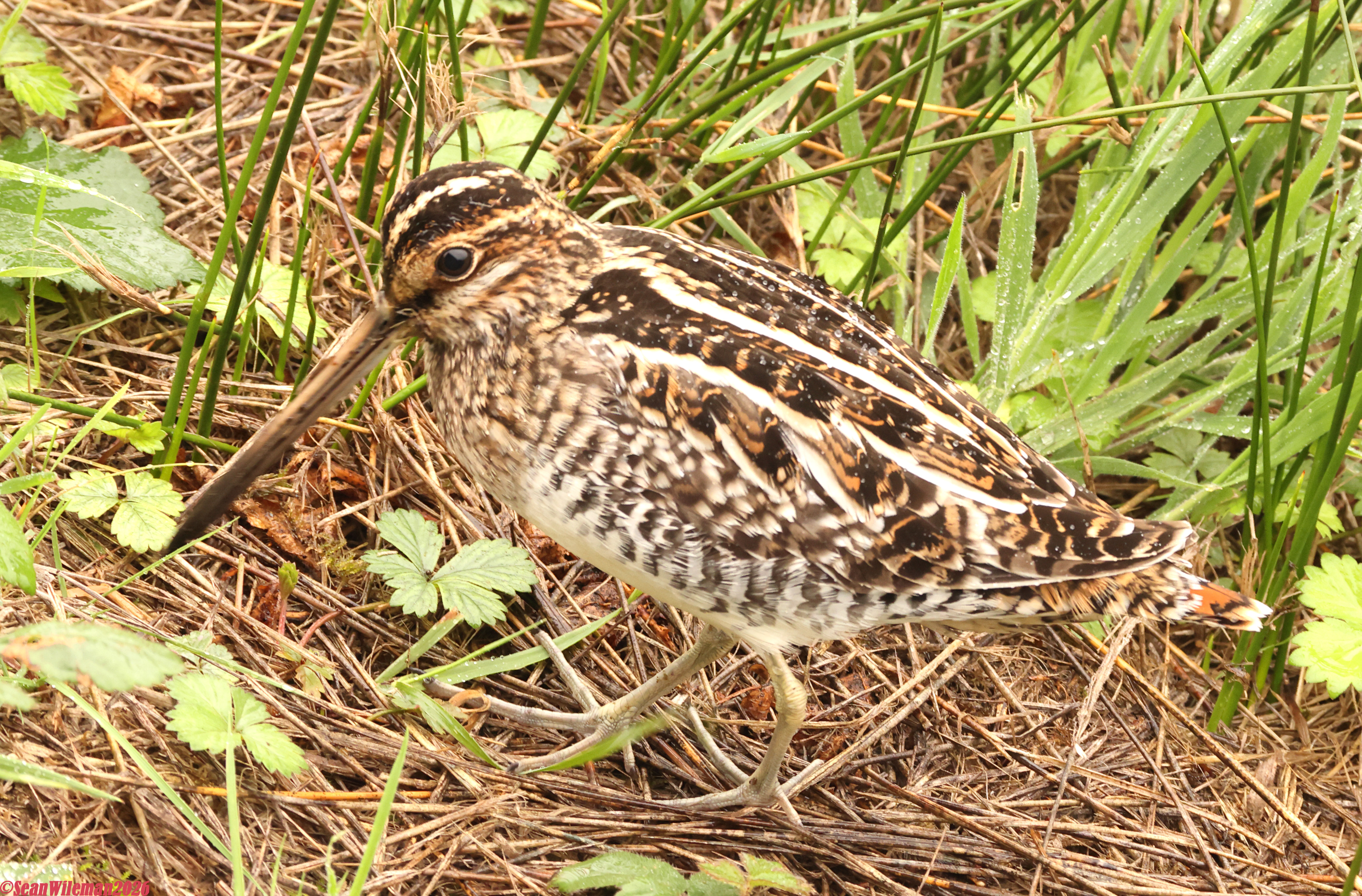 Wilson's Snipe