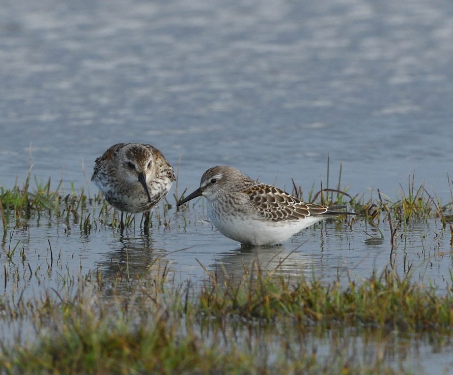 White-rumped Sandpiper