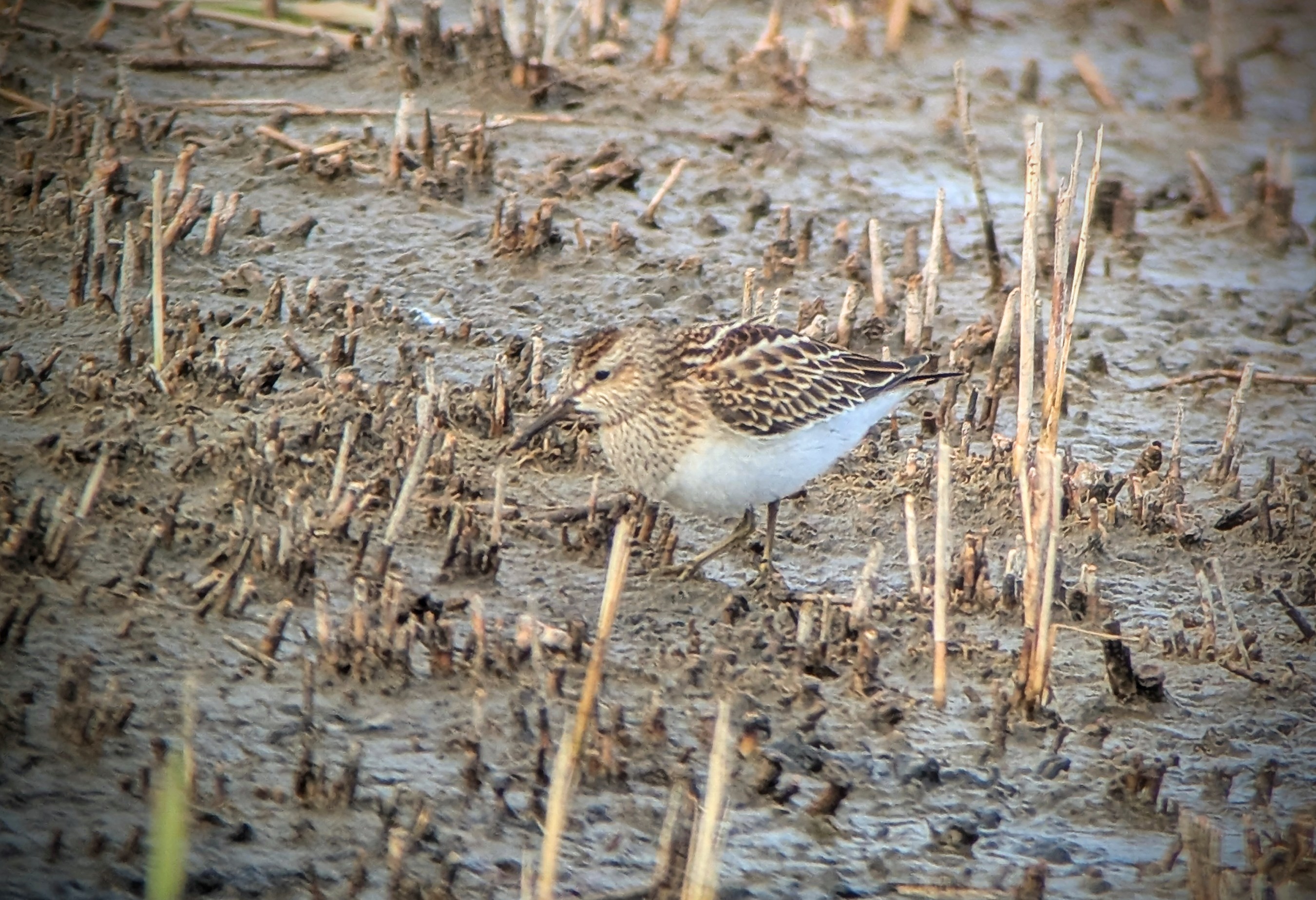 Pectoral Sandpiper