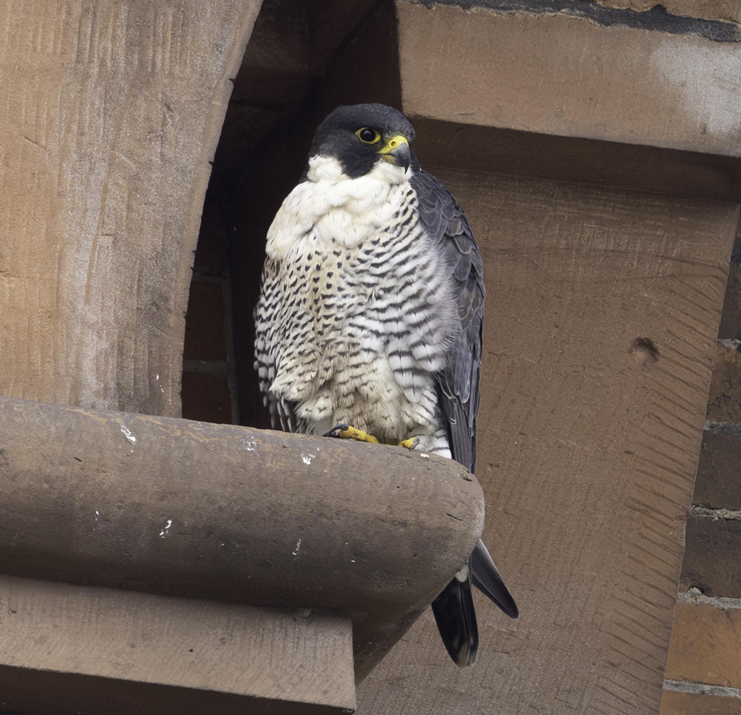 Peregrine