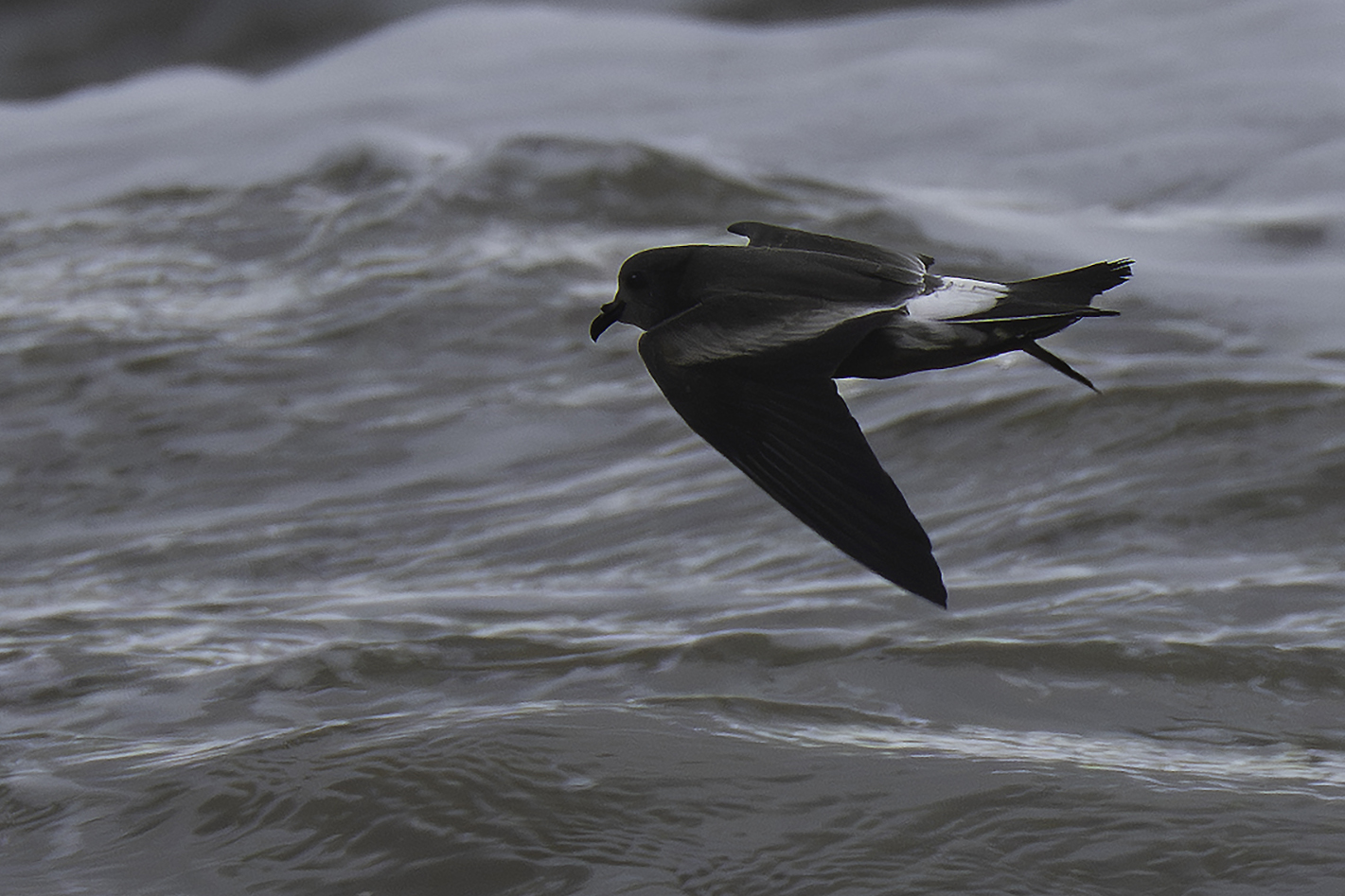 Leach's Petrel