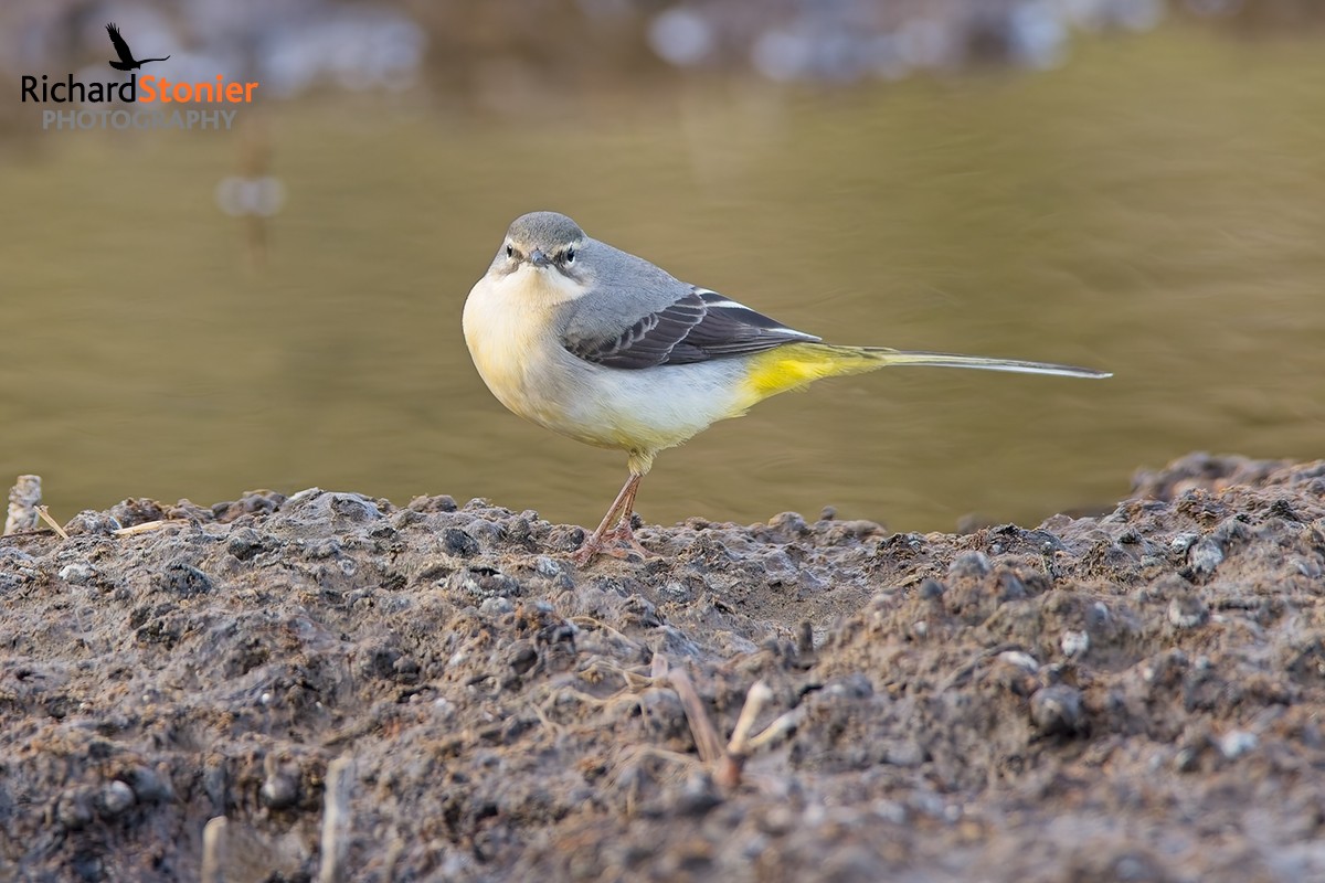 Grey Wagtail