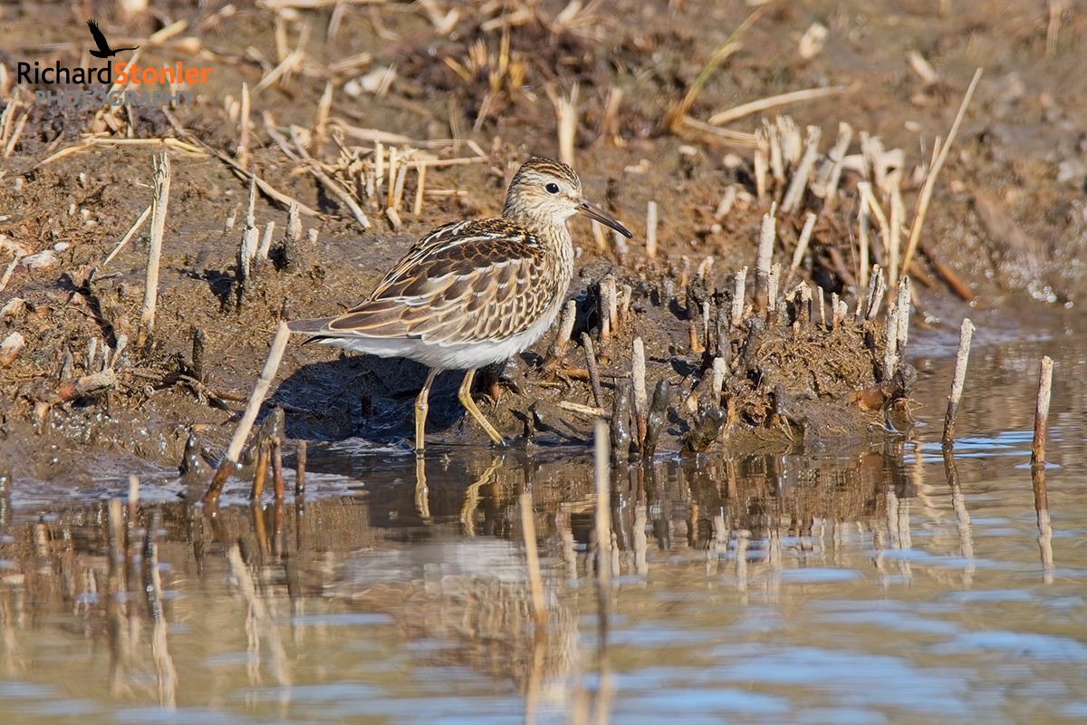 Pectoral Sandpiper