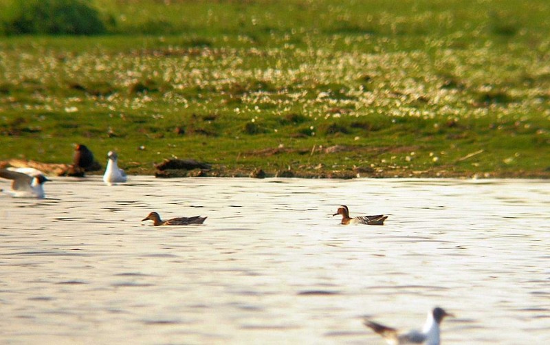 Garganey