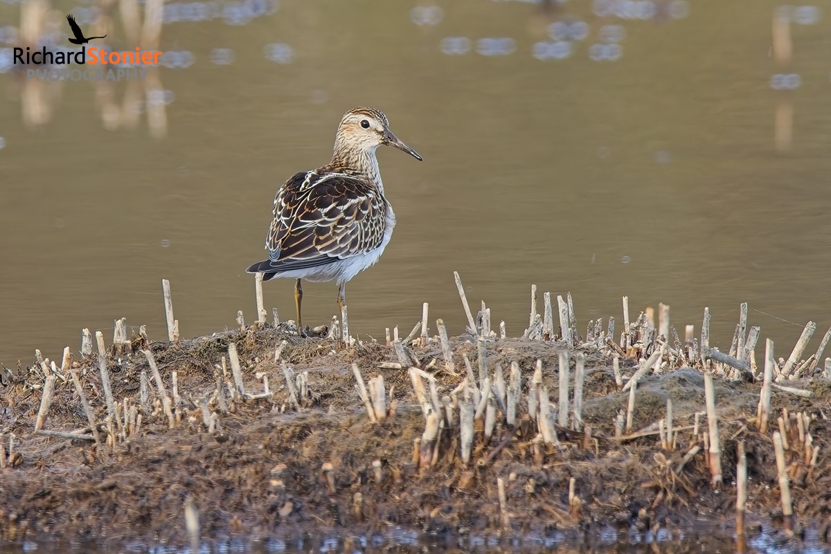 Pectoral Sandpiper