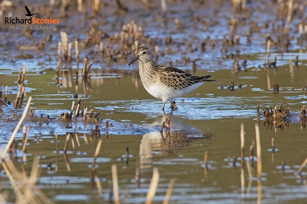 Pectoral Sandpiper