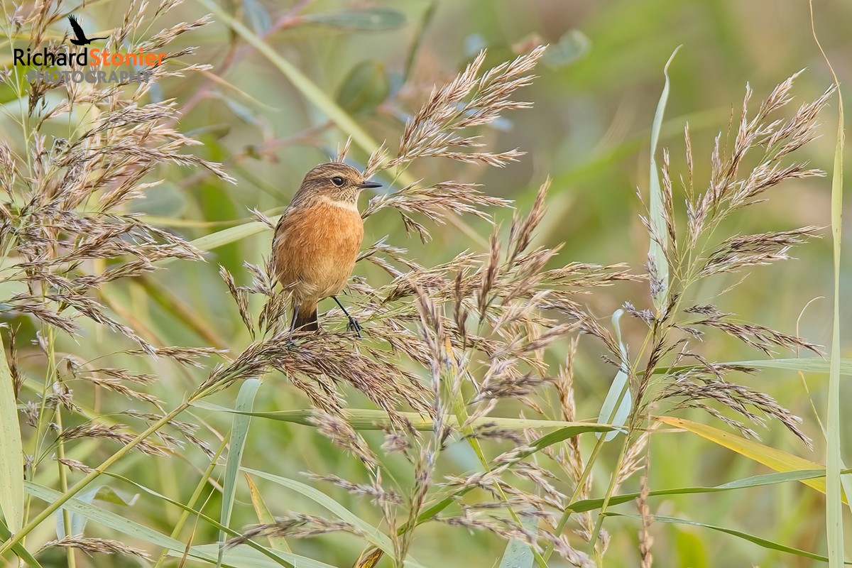 Stonechat
