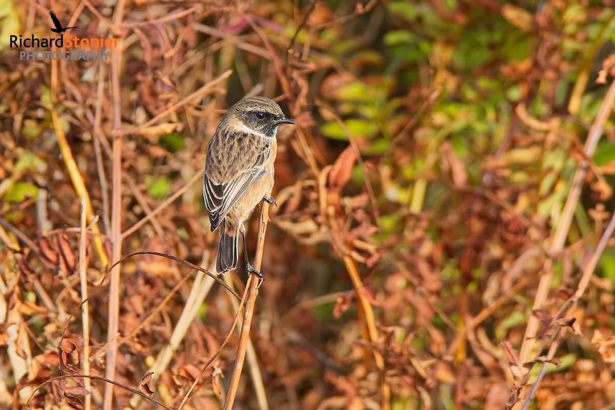 Stonechat