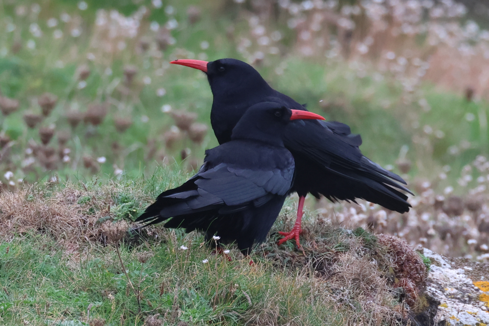 Chough