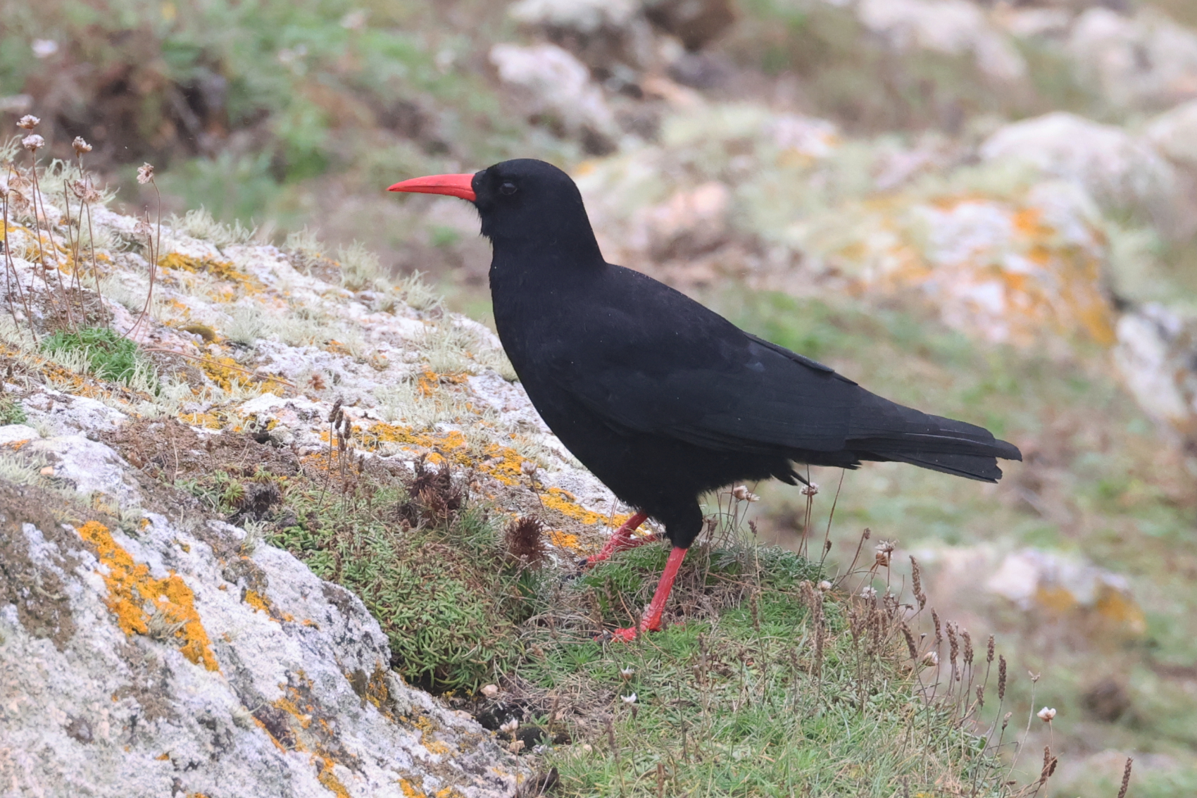 Chough