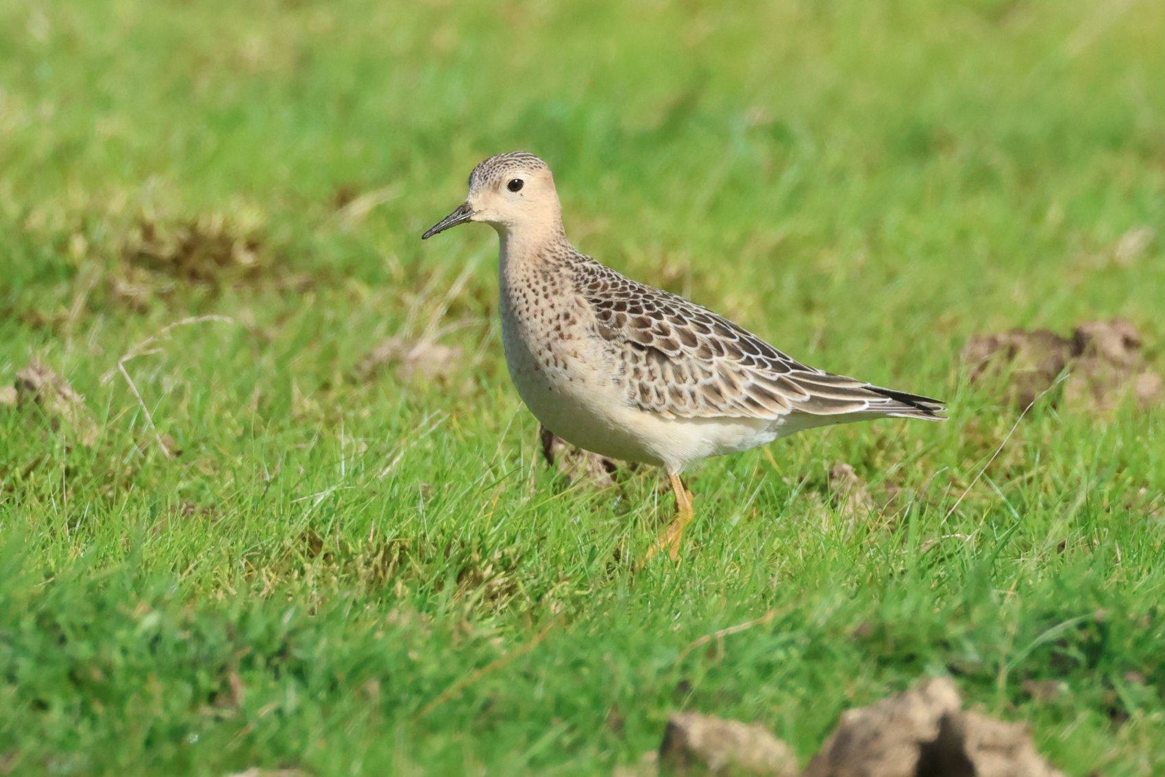 Buff-breasted Sandpiper