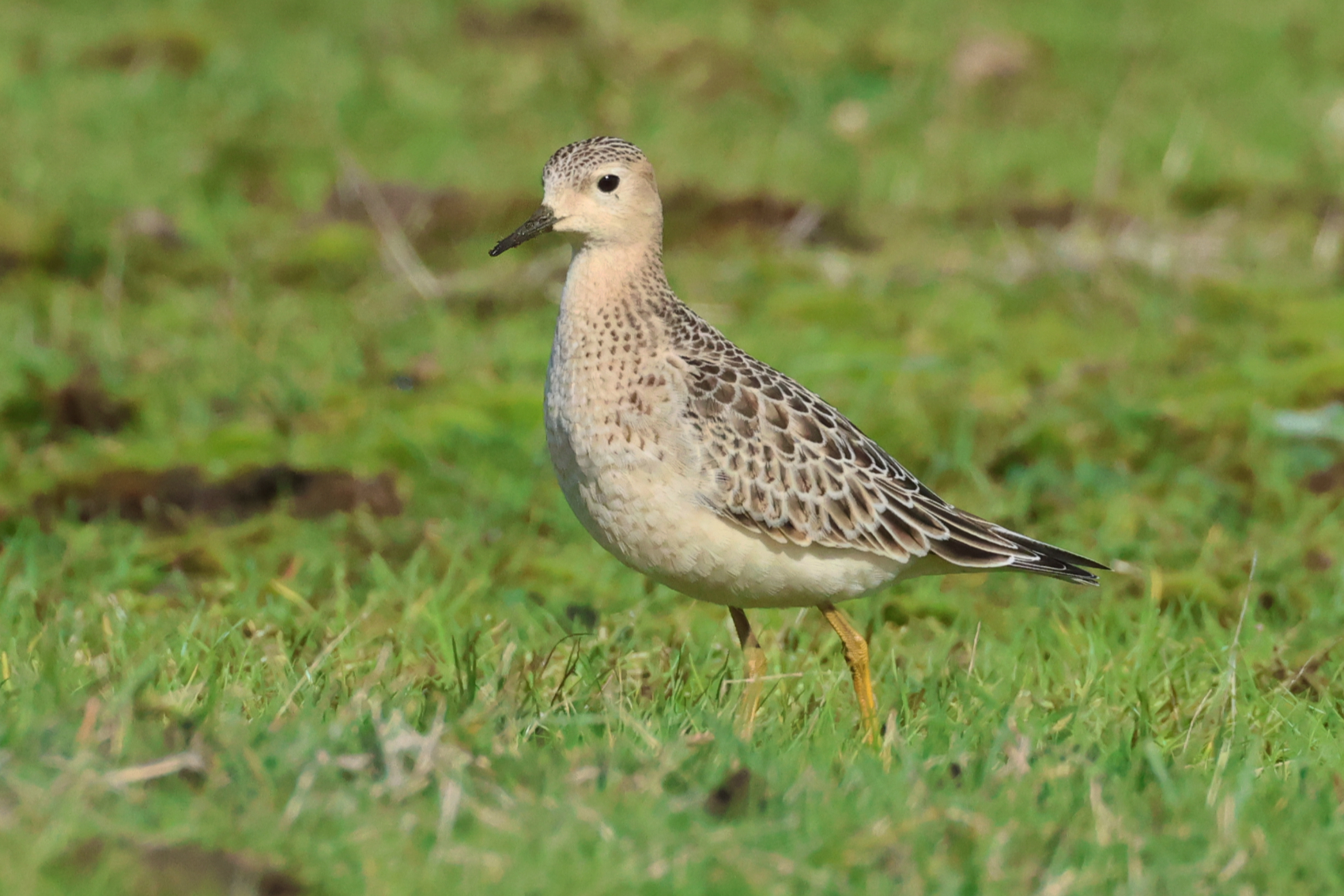 Buff-breasted Sandpiper