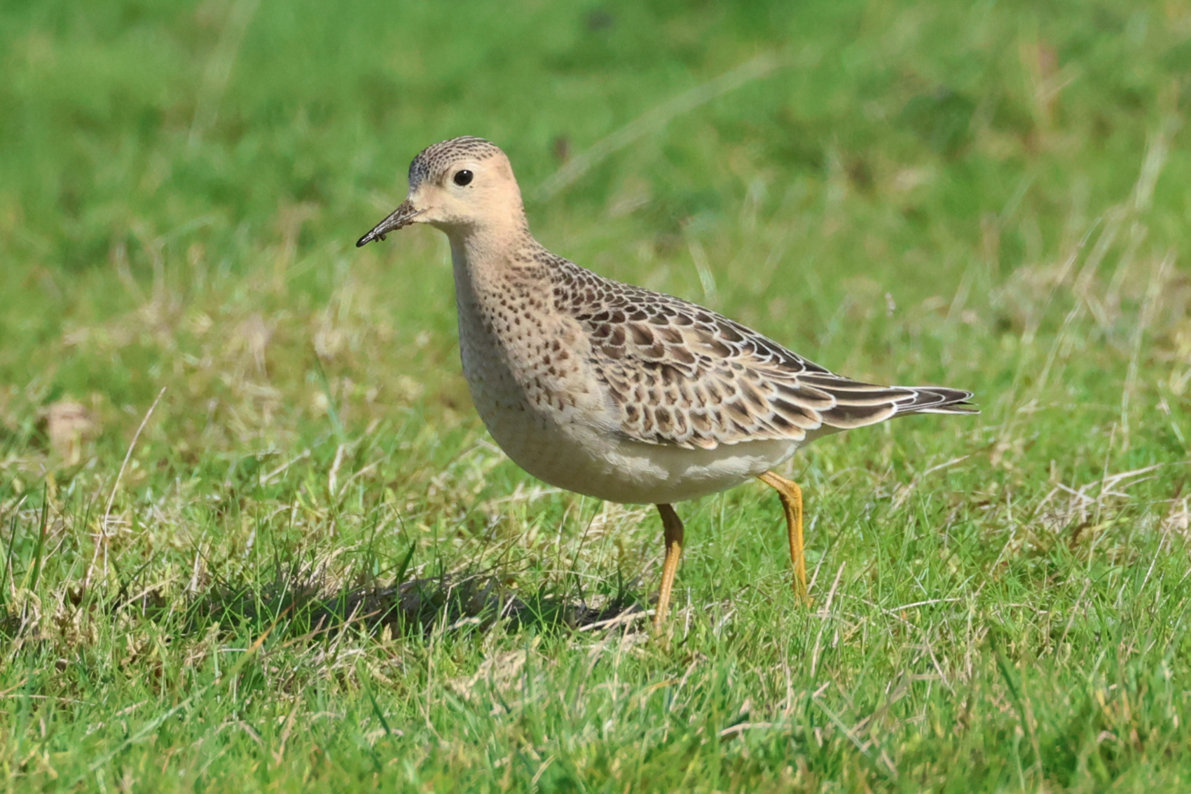 Buff-breasted Sandpiper