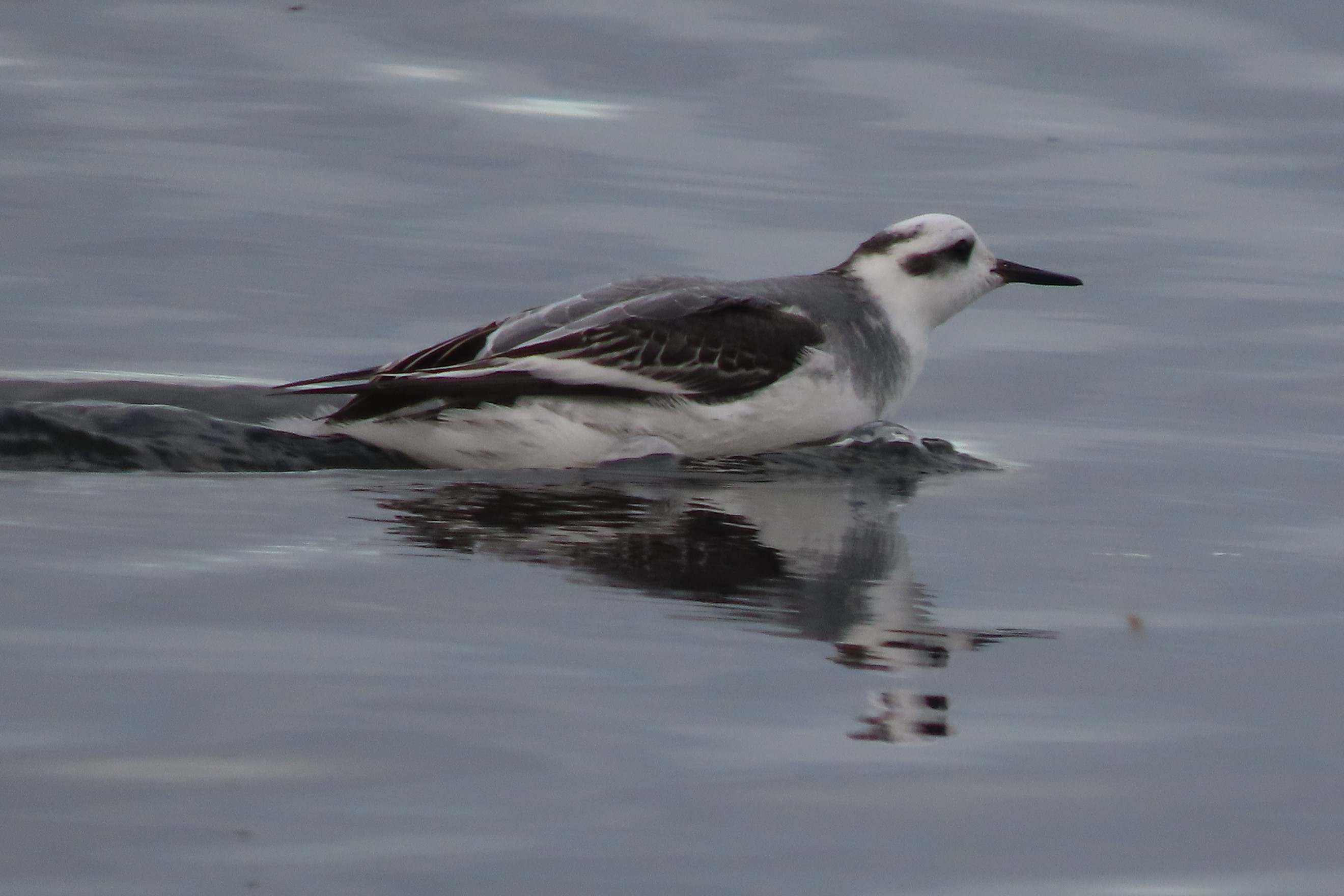 Grey Phalarope
