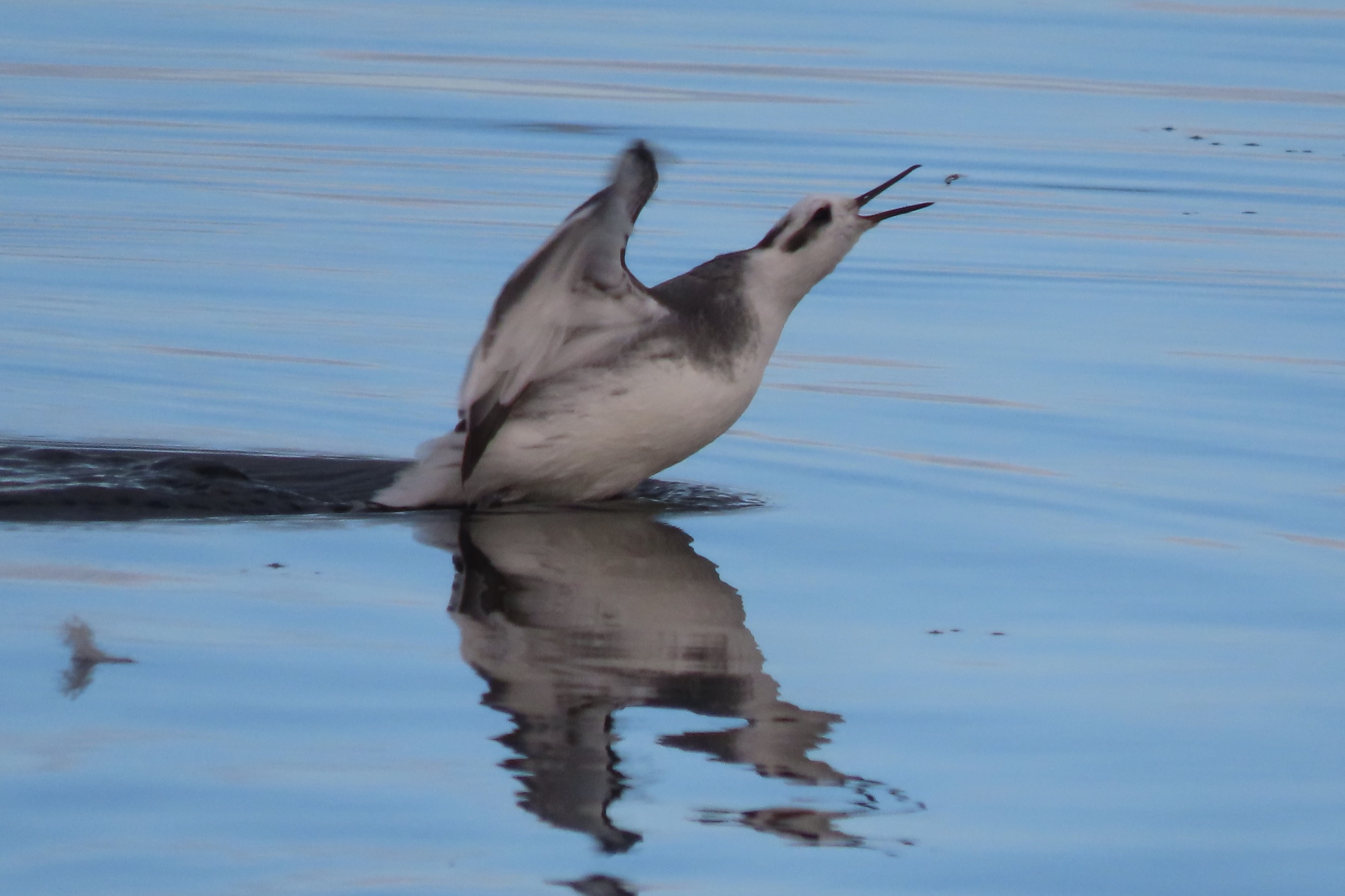 Grey Phalarope