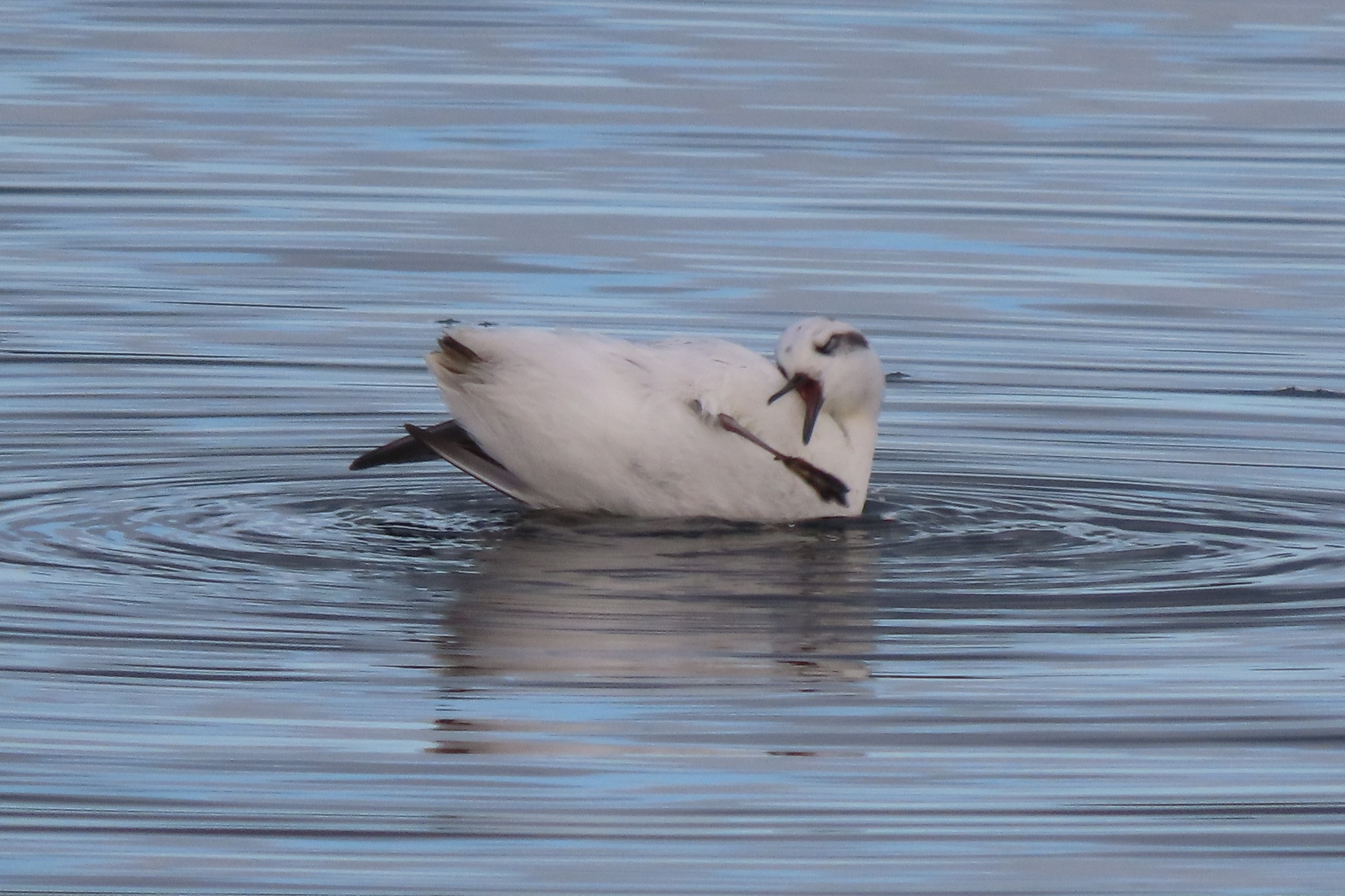 Grey Phalarope