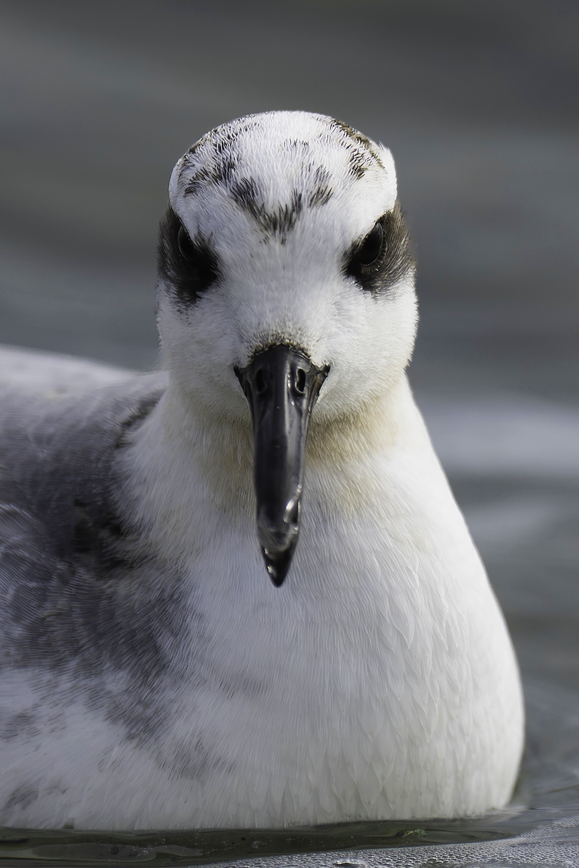 Grey Phalarope