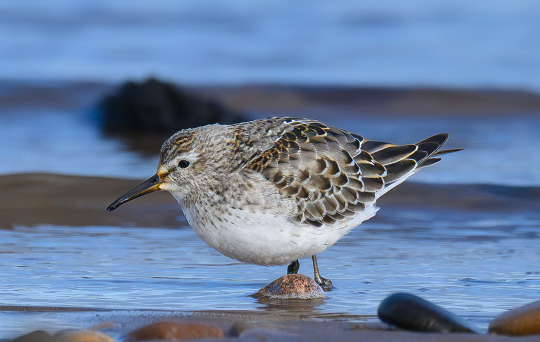 White-rumped Sandpiper