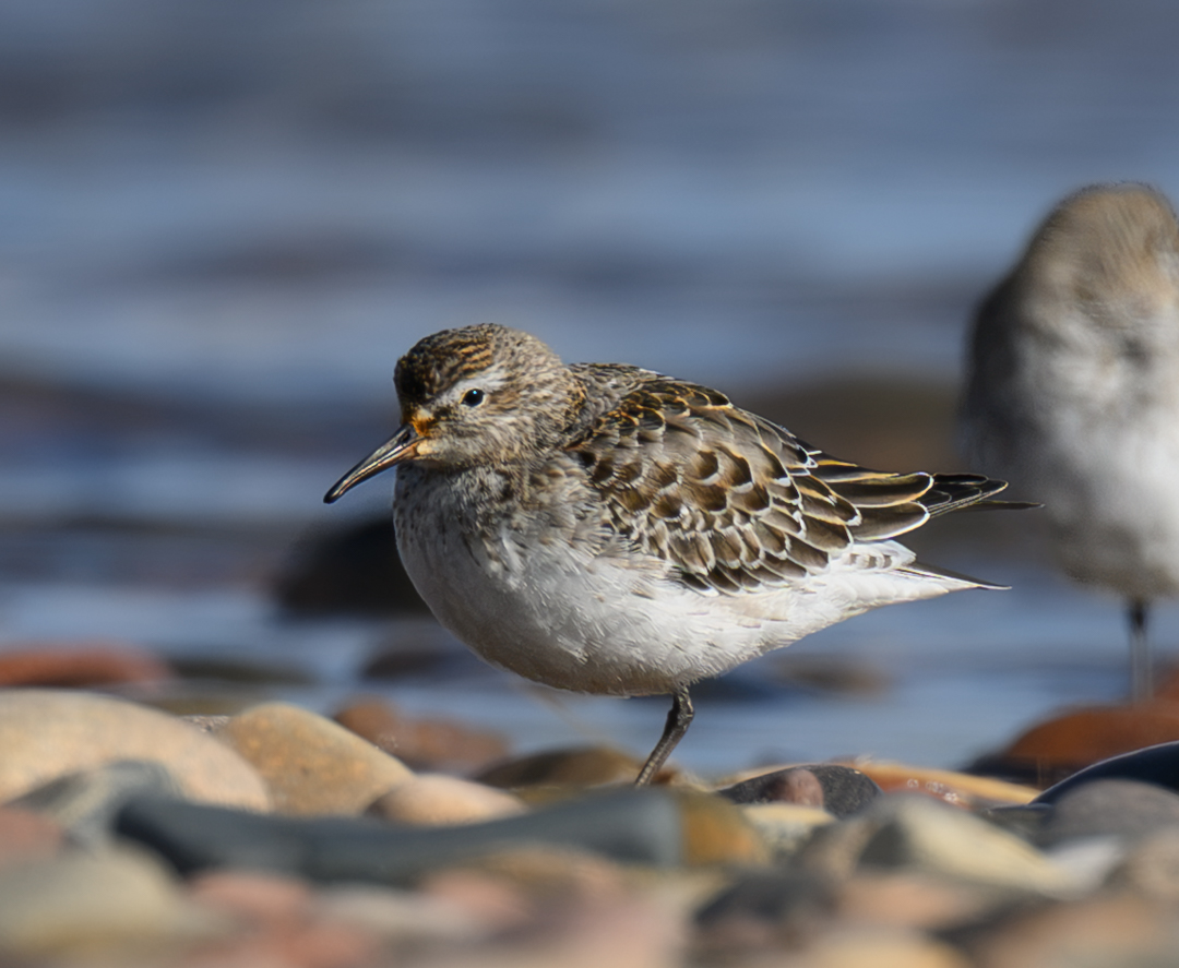 White-rumped Sandpiper