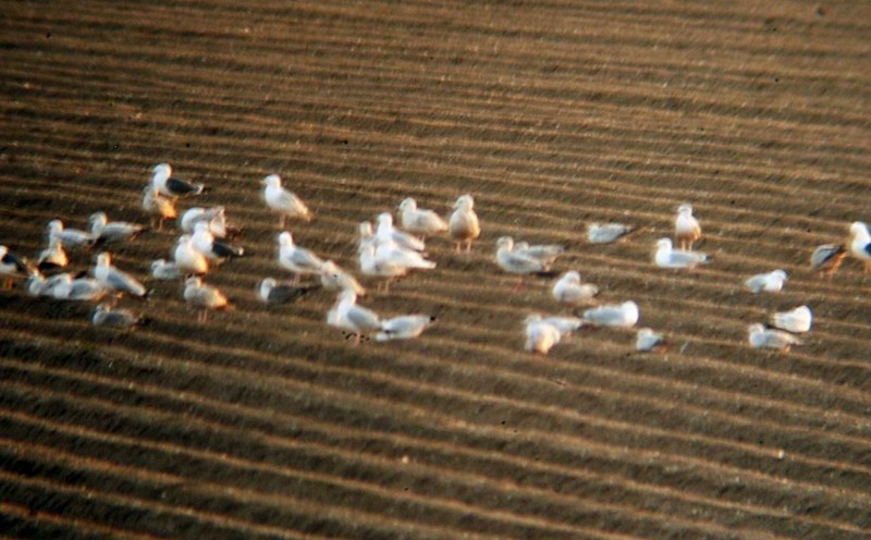 Iceland Gull