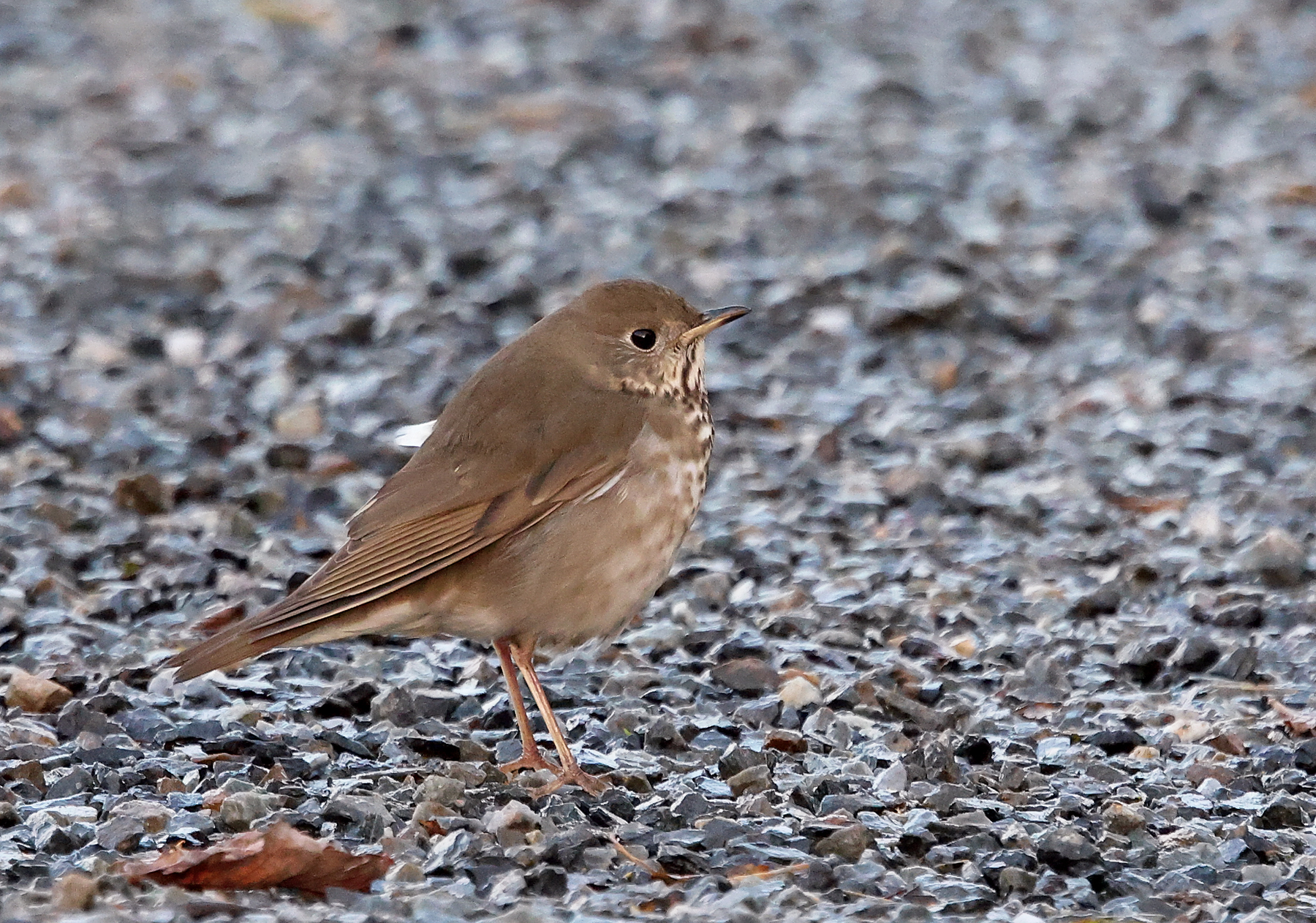 Grey-cheeked Thrush