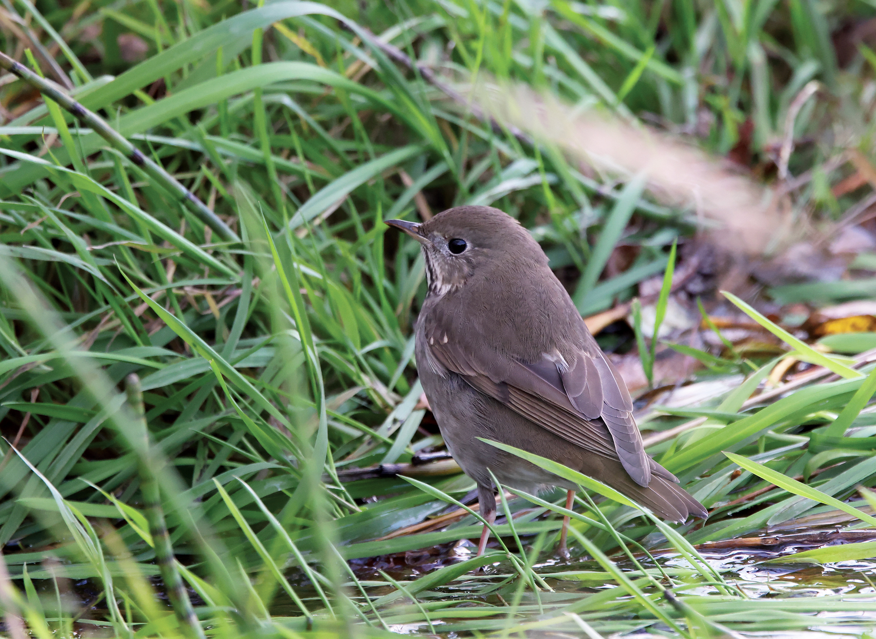Grey-cheeked Thrush