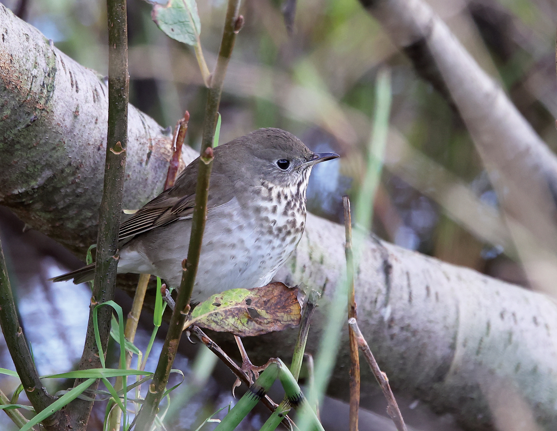 Grey-cheeked Thrush