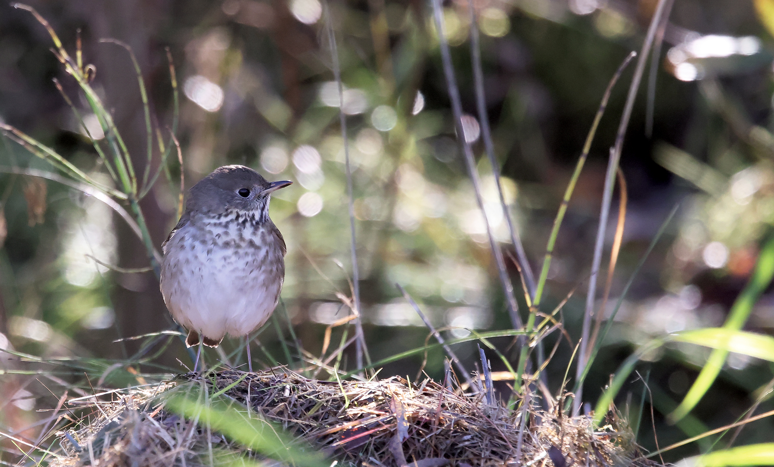 Grey-cheeked Thrush