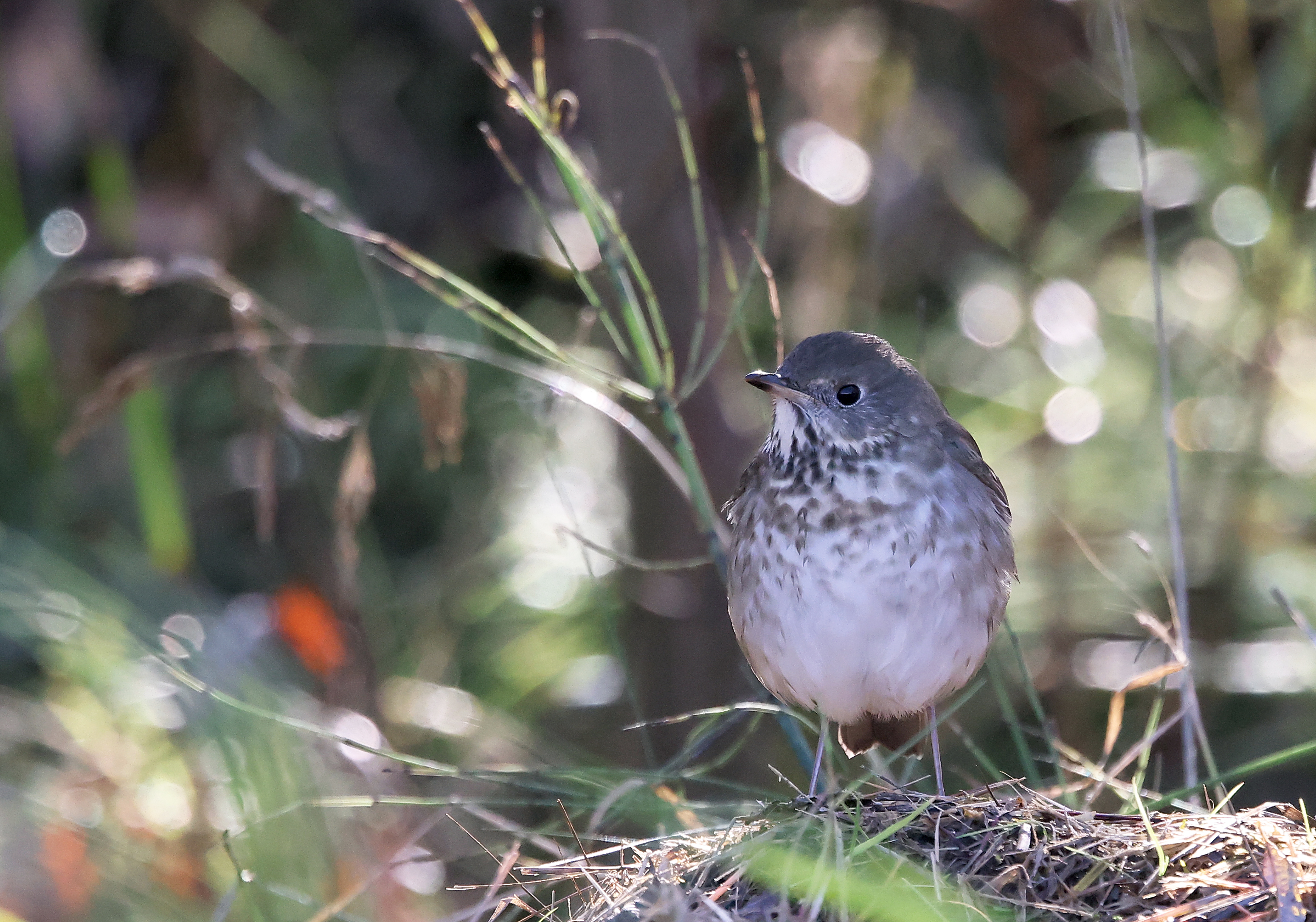 Grey-cheeked Thrush