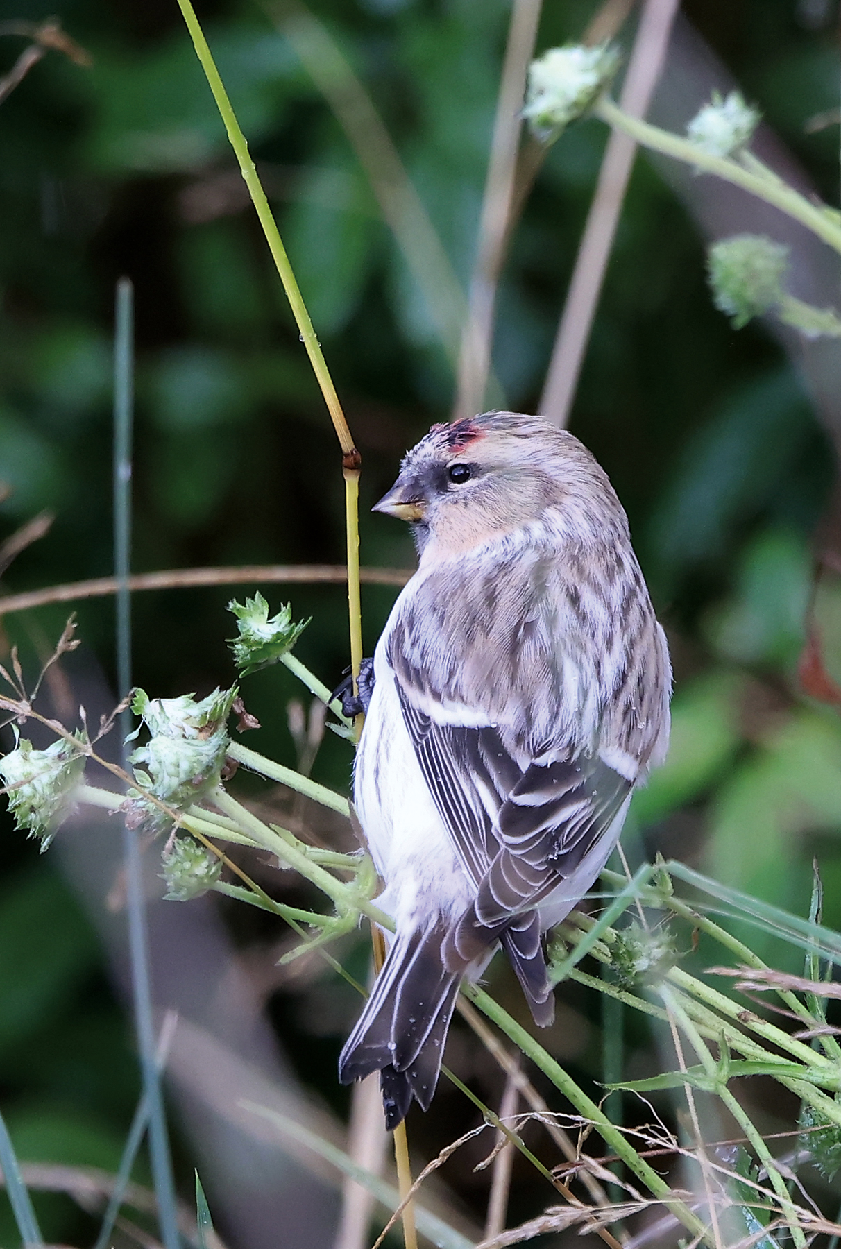 Hornemann's Redpoll