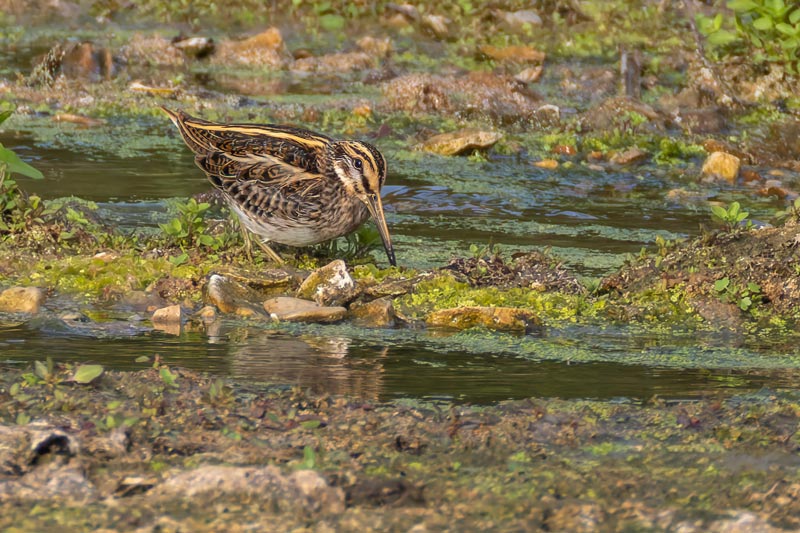 Jack Snipe
