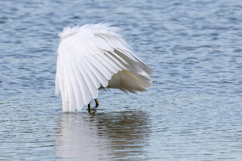 Great White Egret