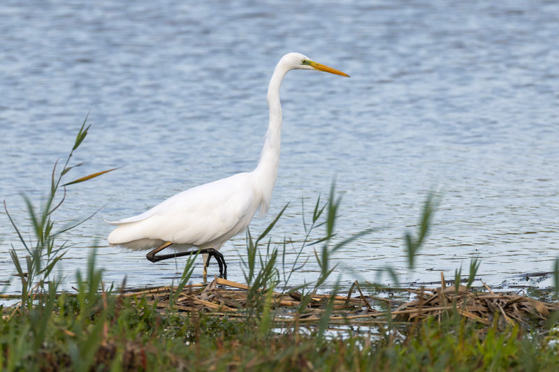 Great White Egret