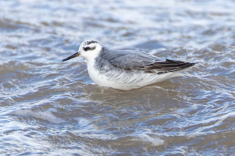 Grey Phalarope