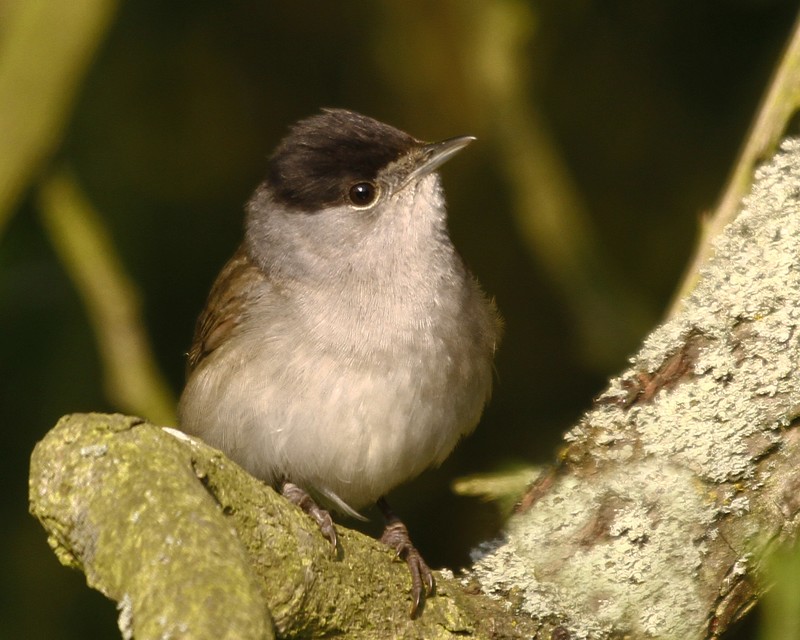 Blackcap