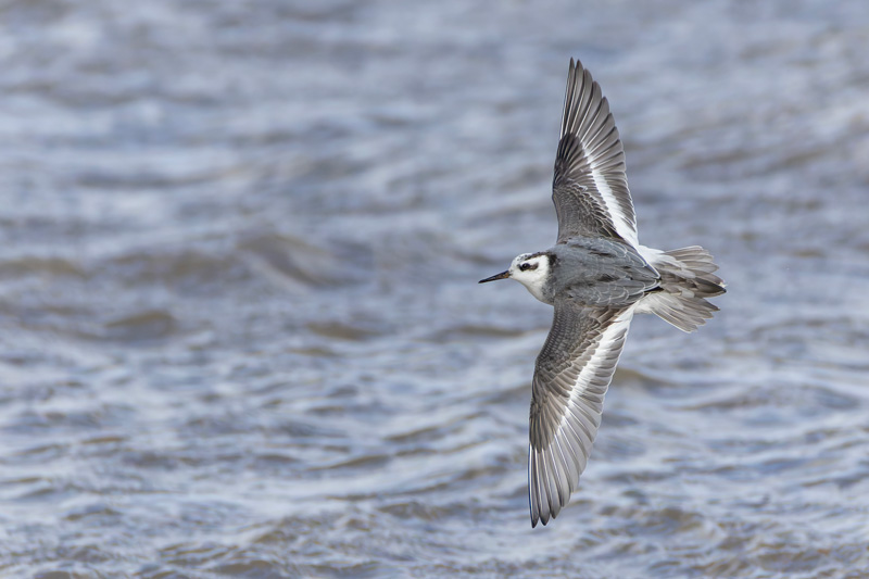 Grey Phalarope