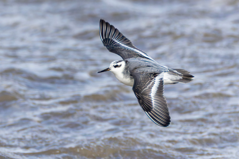 Grey Phalarope