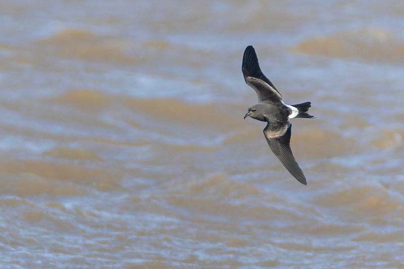 Leach's Petrel