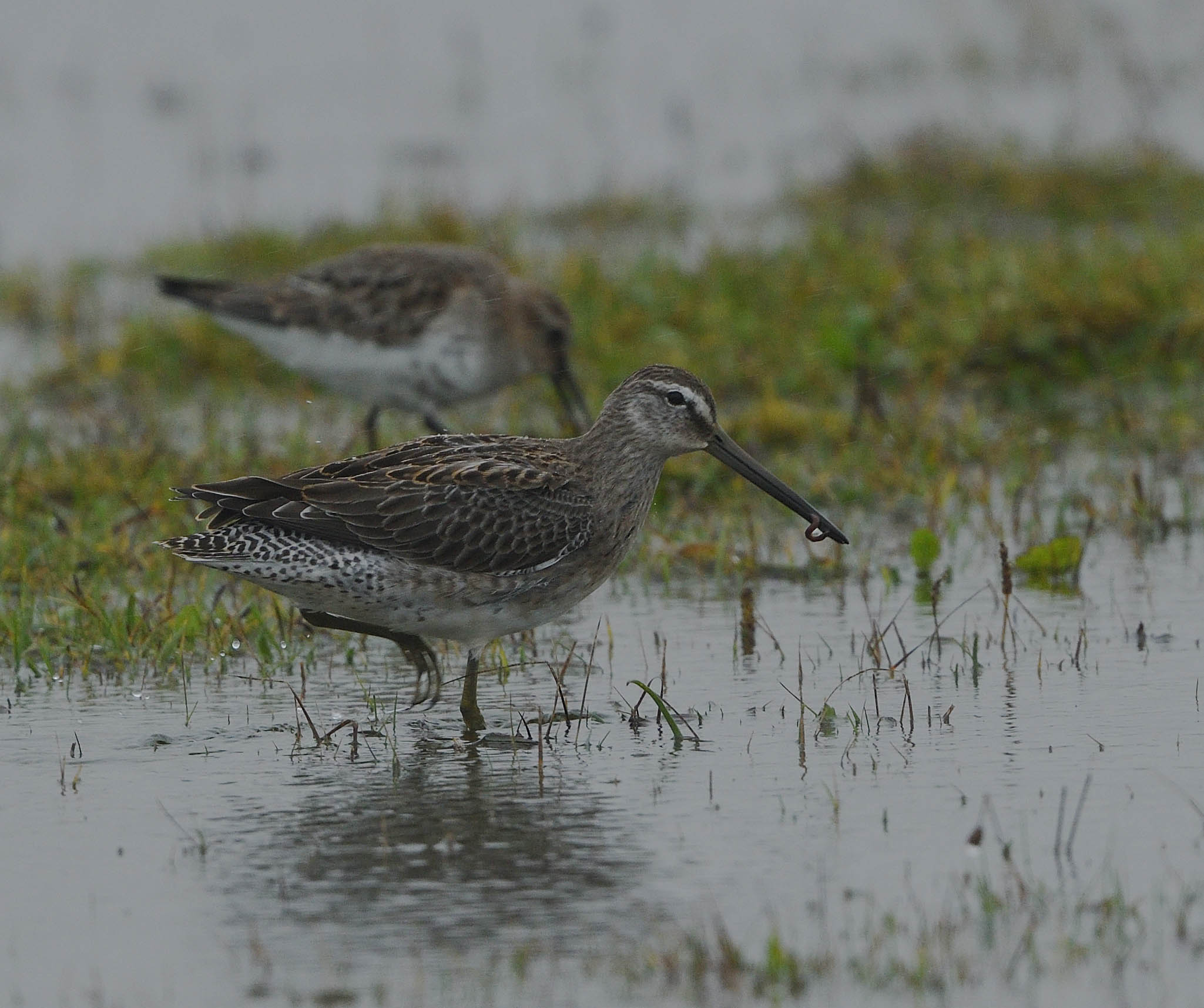 Long-billed Dowitcher