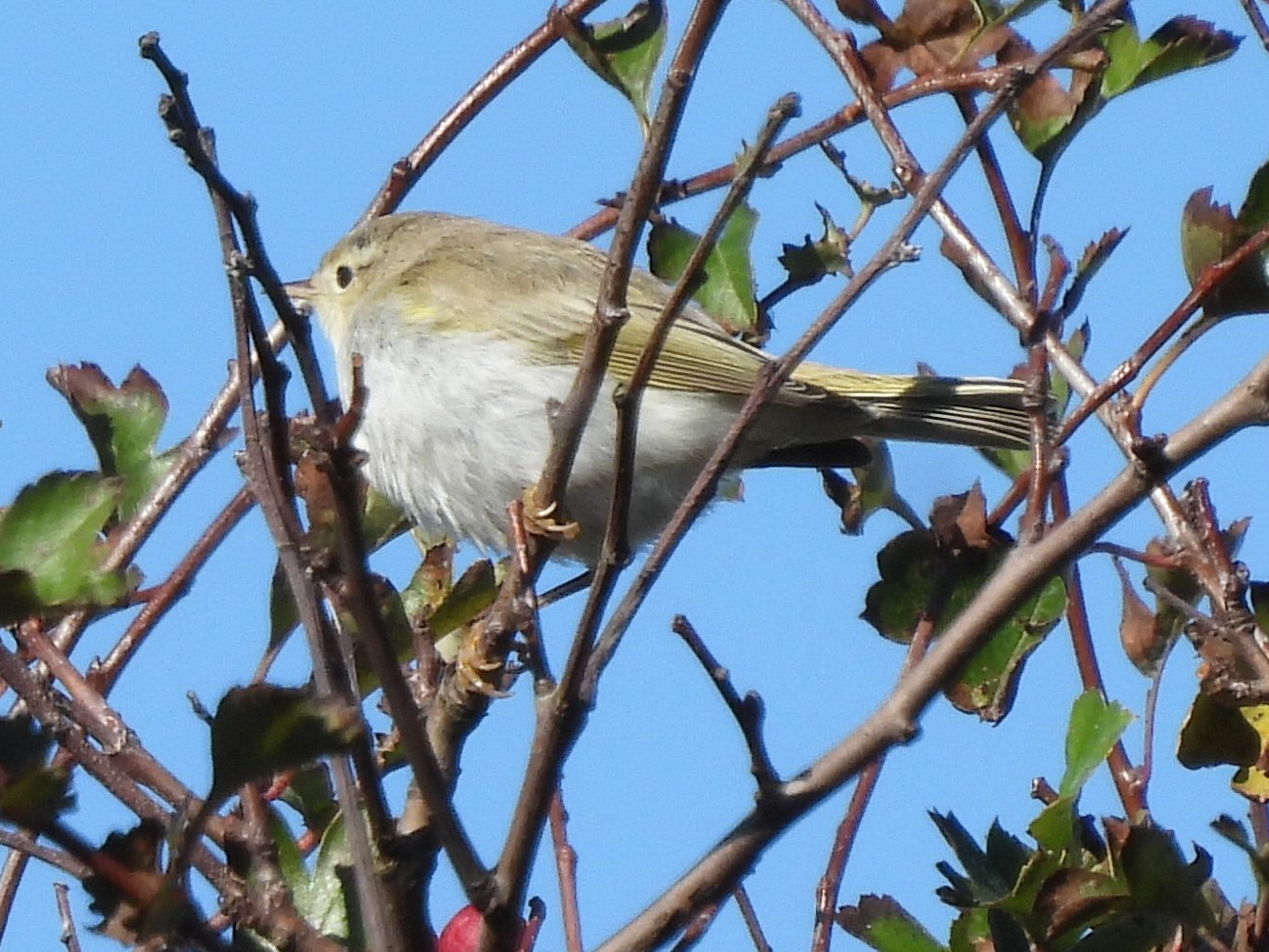 Bonelli's Warbler sp.