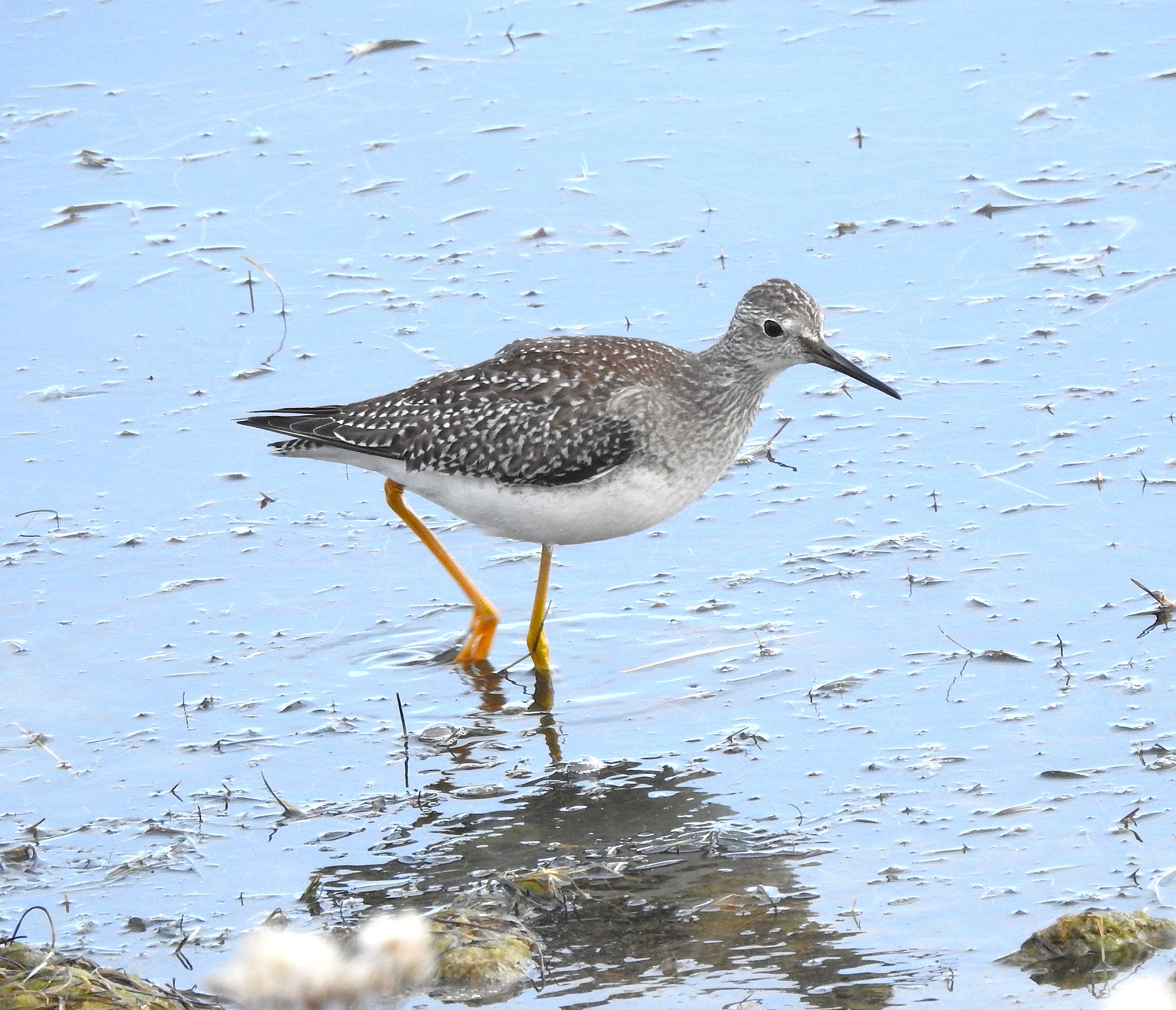 Lesser Yellowlegs