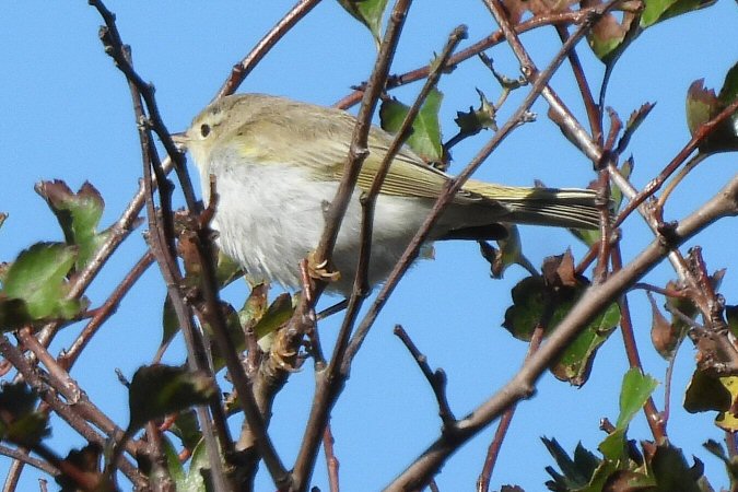 Bonelli's Warbler sp.