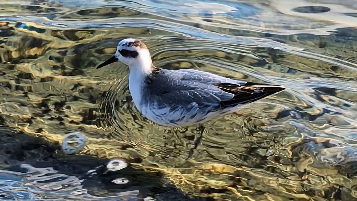 Grey Phalarope