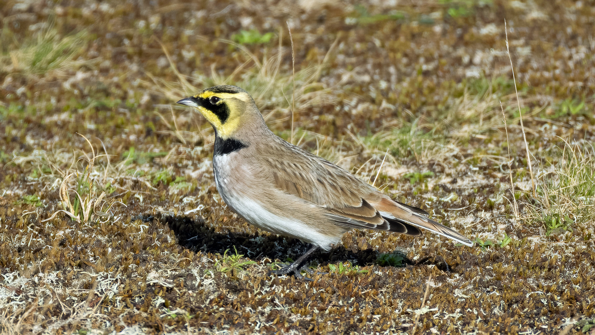 Shorelark