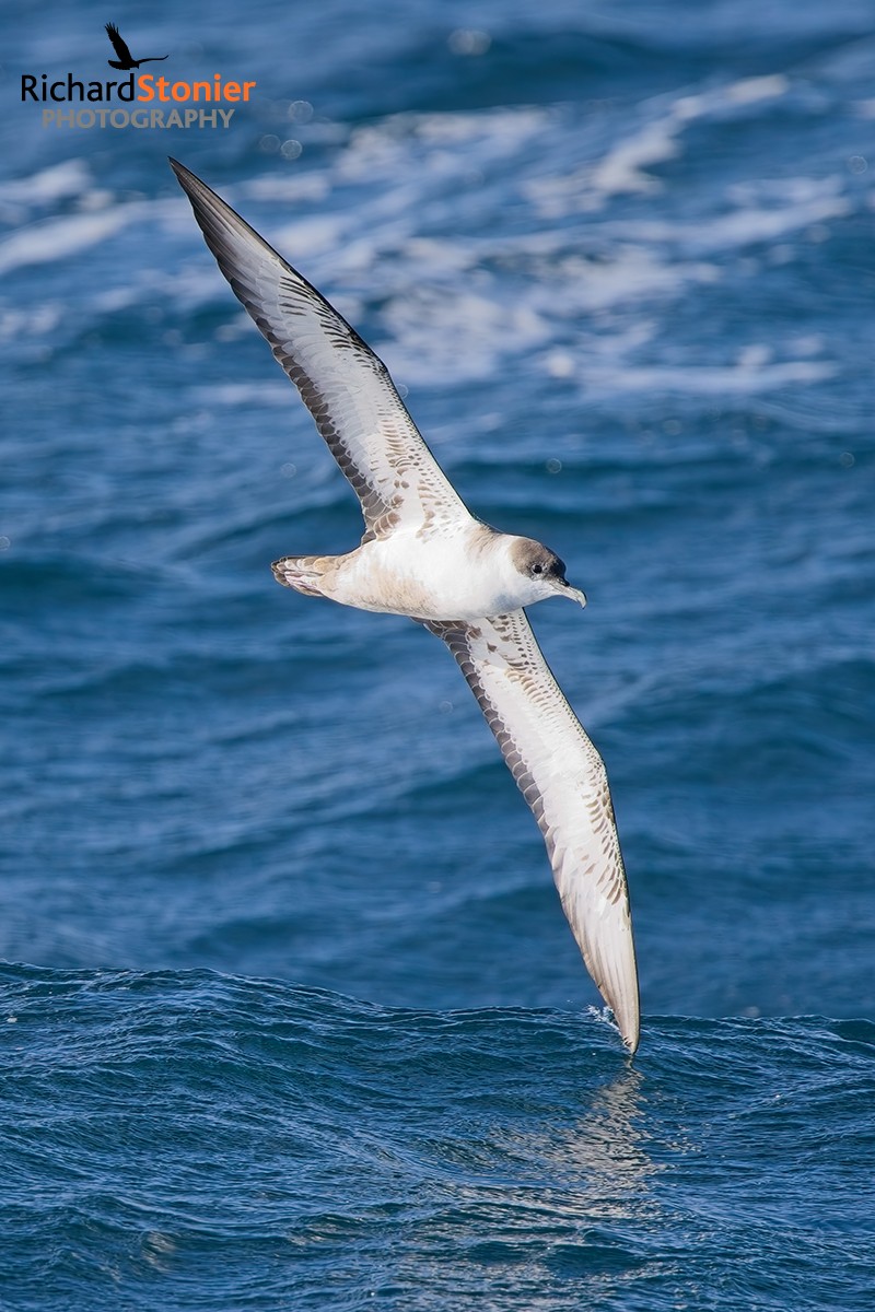 Great Shearwater
