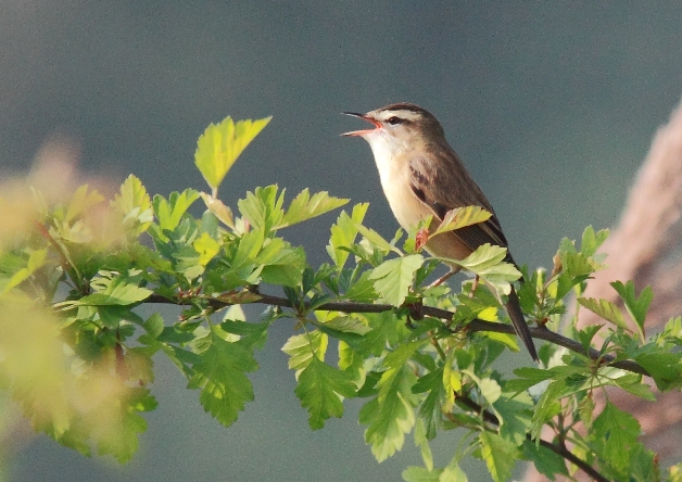 Sedge Warbler