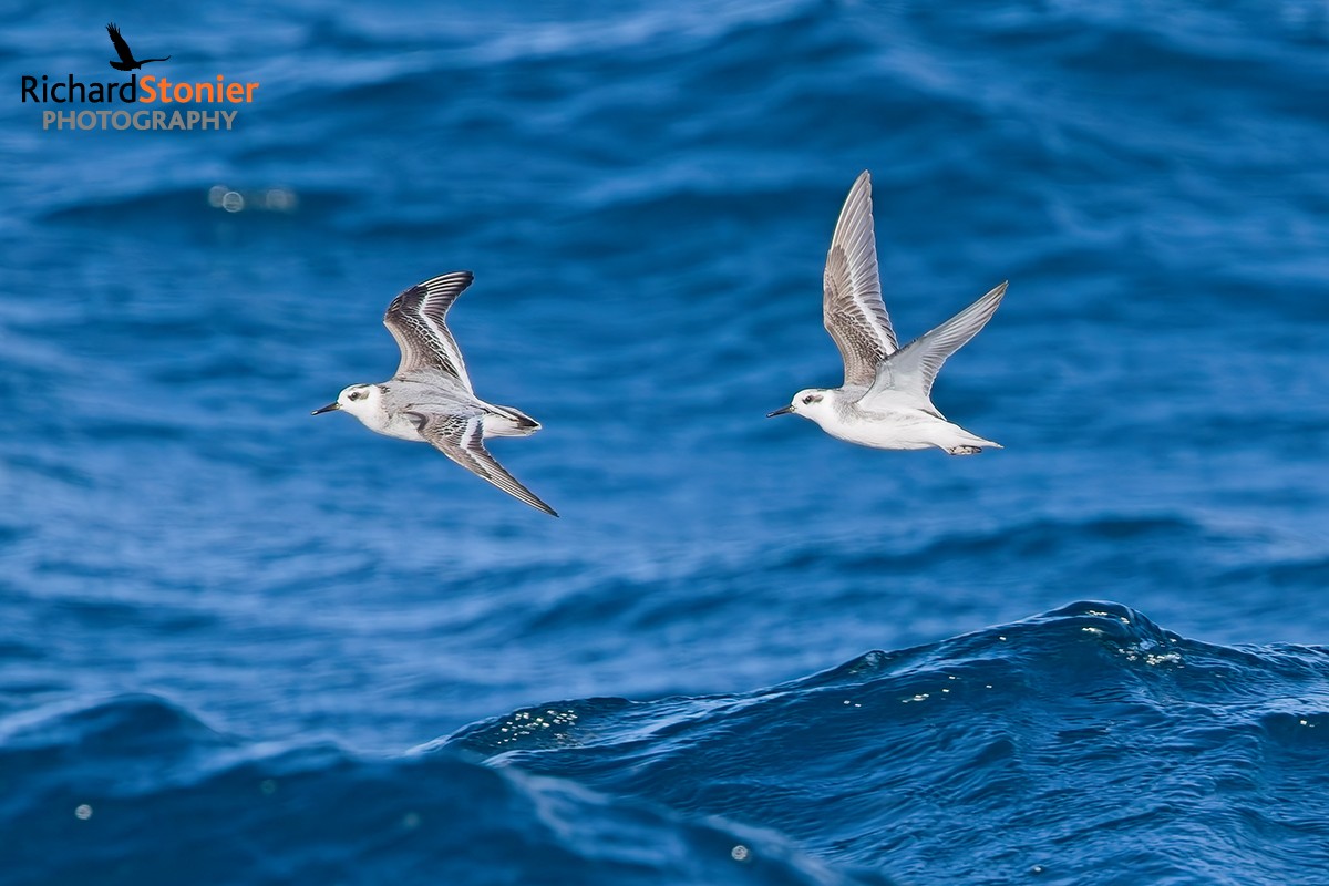Grey Phalarope