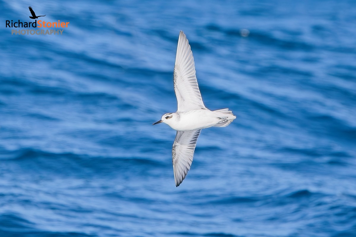 Grey Phalarope