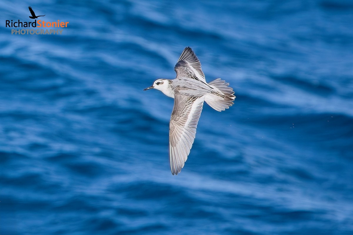 Grey Phalarope