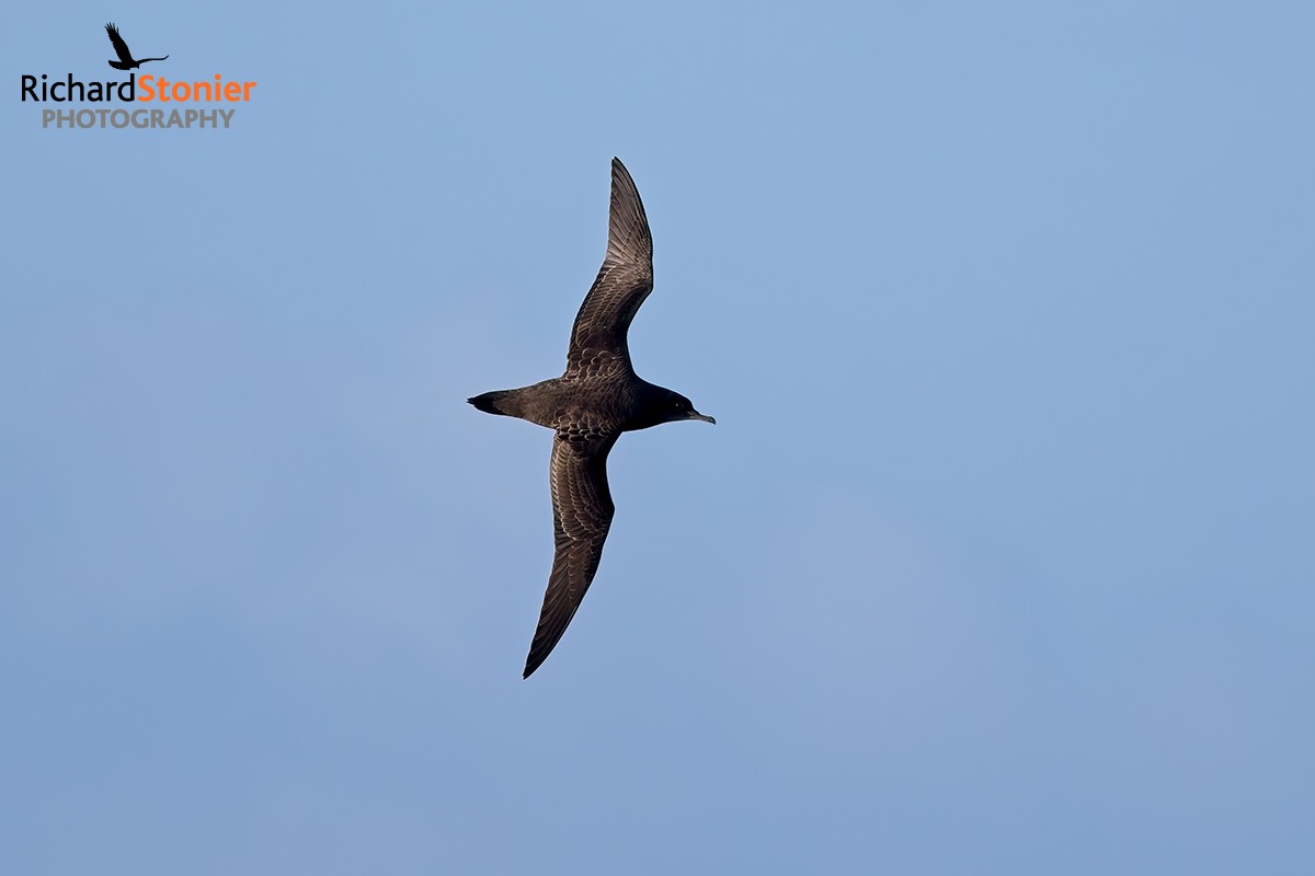 Sooty Shearwater